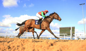 16B8980 Diligent Harry