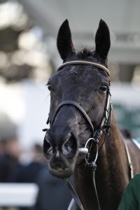 20J3479 Galopin Des Champs