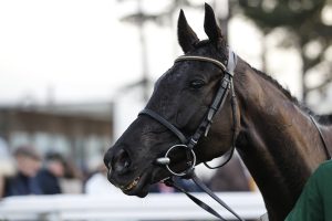 20J3480 Galopin Des Champs