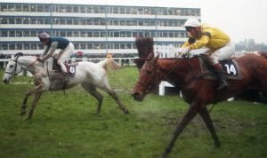 img20 Desert Orchid