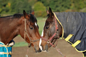 20J2594 Kitty’s Light and Win My Wings