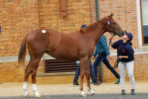 78F9627 Tattersalls Sales