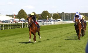 16B0197 Stradivarius