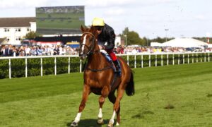 16B0206 Stradivarius