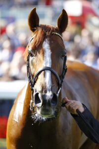 16B0222 Stradivarius