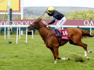 16B7154 Stradivarius