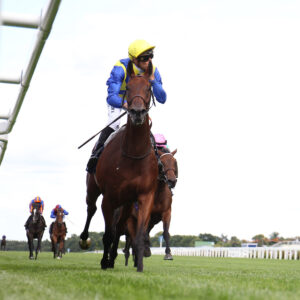 FU0E7243 Goliath