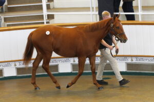 78F4165 Dubawi Filly x Waldlied