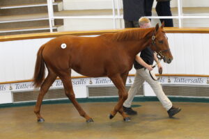 78F4166 Dubawi Filly x Waldlied