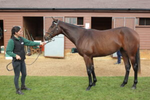 BK1A0930 Frankel filly x Alwilda