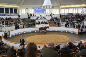 BK1A0940 Dubawi Filly x Waldlied