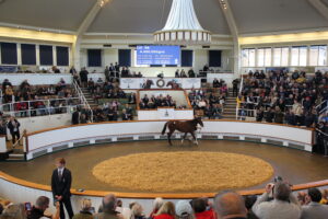 BK1A0969 Frankel filly x Aljazzi
