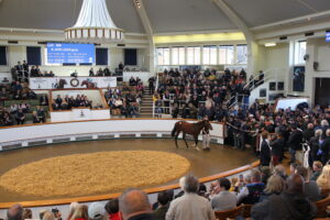 BK1A0970 Frankel filly x Aljazzi
