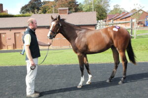 BK1A0978 Frankel Filly x Aljazzi