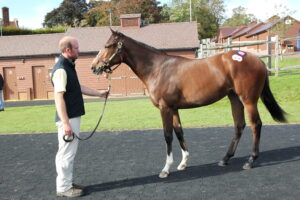 BK1A0981 Frankel filly x Aljazzi