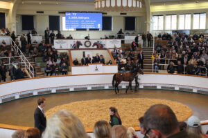BK1A0987 Frankel x Alwilda