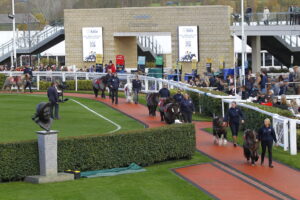 78F1495 Cheltenham Pony Racing