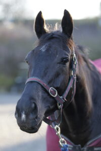 20J3878 Galopin Des Champs