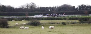 78F3243 Sheep at Fairyhouse