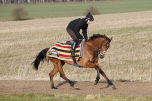 20J1427 Jango Baie
