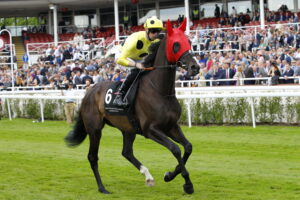 78F7591 Royal Champion