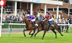 DSC 0060 Gentle George