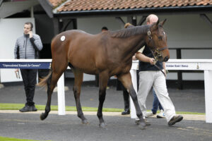 20J9763 Frankel colt by Aljazzi