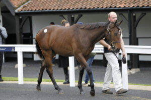 20J9765 Frankel colt by Aljazzi