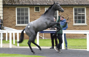 20J9840 Baaeed filly x Cloudy Dawn