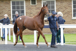 20J9865 Sea The Stars colt x Crystal Zvezda