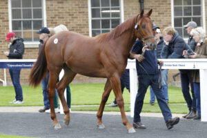 20J9868 Sea The Stars colt x Crystal  Zvezda