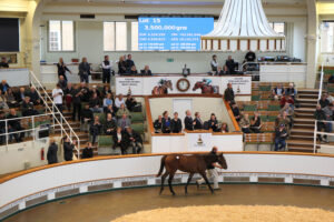 BK1A5173 Frankel colt by Aljazzi