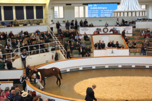 BK1A5174 Frankel colt by Aljazzi