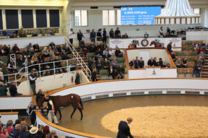 BK1A5175 Frankel colt by Aljazzi