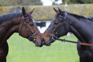 20J2638 Sir Gino   Constitution Hill