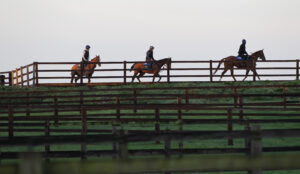 20J2800 Early morning at Olly Murphy’s