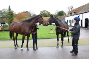 BK1A5893 Sir Gino    Constitution Hill