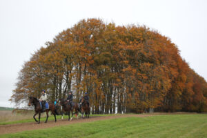 BK1A5923 Trees and horses at Seven Barrows