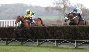 FU0E5328 Falco Des Pins