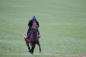 FV1E6061 Constitution Hill