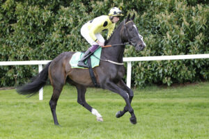20J0041 Royal Champion