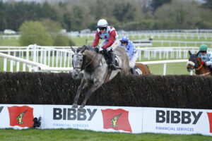 16B0469 Irish Cavalier