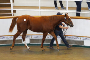 78F6507 Frankel colt x Get Ahead