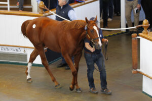 78F6510 Frankel colt x Get Ahead