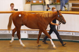 78F6685 Night Of Thunder colt x My  Astra