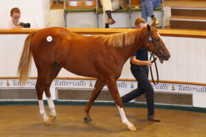 78F6686 Night Of Thunder colt x My Astra