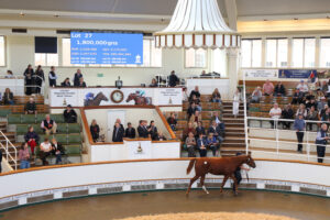 EN4D6099 Frankel colt x Get Ahead