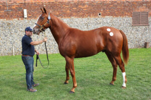 EN4D6106 Frankel colt x Get Ahead