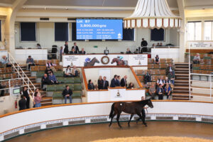EN4D6127 Wootton Bassett colt x Loch Lein