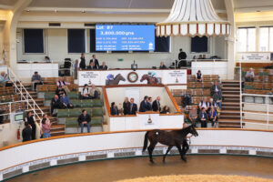 EN4D6128 Wootton Bassett colt x Loch Lein